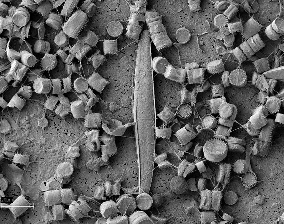 I am a Giant - Jiraporn Charoenvattanaporn